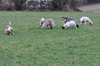 dsc_0013.jpg