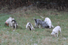 dsc_0020.jpg