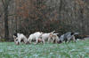dsc_0042.jpg