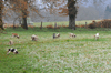 dsc_0046.jpg