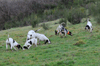 dsc_0056.jpg