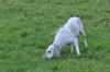 dsc_0090.jpg