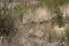 dsc_0082.jpg
